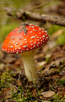 Muchomor czerwony - Amanita muscaria
10.09.2010
fot....