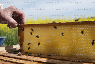 Pszczelarz pan Kazimierz Stosik podczas wiosennych...