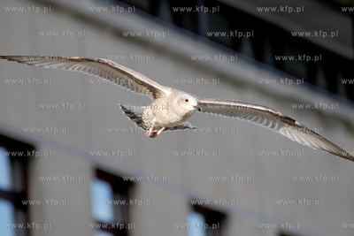 Mewa srebrzysta - gatunek duzego ptaka wodnego z rodziny...
