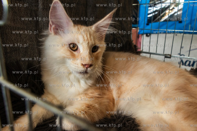 Międzynarodowa wystawa kotów rasowych "Koty na Hawajach"...