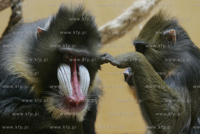 Walentynkowy nastroj udzielil sie niektorym mieszkancom...