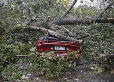 Gdansk. Wichura. Nz na powalone trzy drzewa na ulicy...