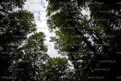 Sopot. Las.13.06.2012fot. Krzysztof Mystkowski...