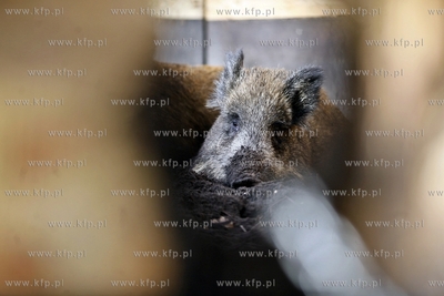 Gdansk. Odlownia dzikow w Parku Reagana.
27.02.2013
fot.Krzysztof...