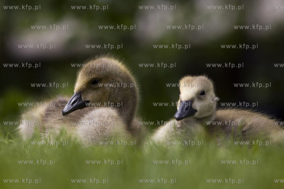 Gęsia rodzina robi furorę w gdańskim Parku Reagana.26.05.2015fot....