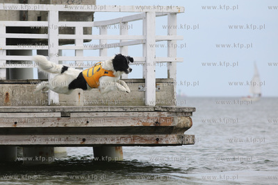 Gdańsk Brzeźno. Puchar Polski Psów Ratowniczych.
14.06.2015
fot....