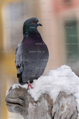 Zima w Gdańsku. 12.01.2026 fot. Paweł Marcinko /...