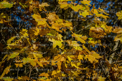 Gdansk. Jesienne, sloneczne przedpoludnie w Parku Orunskim.
27.10.2015
fot....