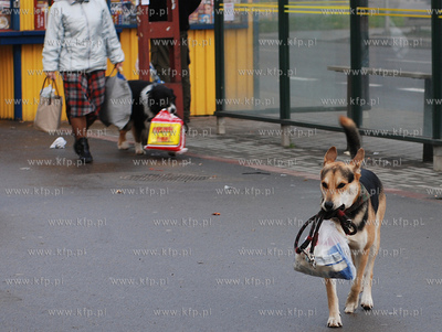 Pies najlepszym przyjacielem człowieka, nawet na zakupach.
23.11.2007
Fot....