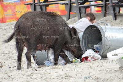 Krynica Morska. Dzik odwiedzil plaze, aby pozywic sie...