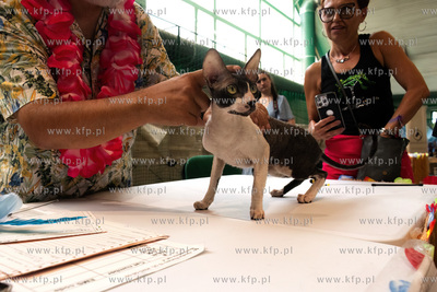 Międzynarodowa wystawa kotów rasowych "Koty na Hawajach"...