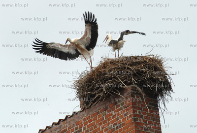 Bociany na kosciele sw. Walentego w Gdansku - Matarni....