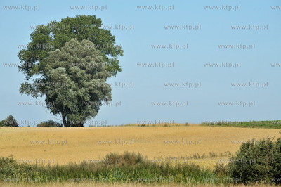 Wies Sulmin na Kaszubach w gminie Zukowo. Pola i drzewo...