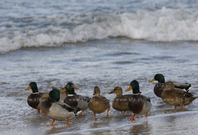 Gdansk Brzezno. Kaczki.
13.10.2009
fot. Krzysztof...