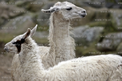 Gdansk. Oliwskie zoo. Nz lama.
14.04.2013
fot. Krzysztof...