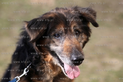 Schronisko dla Bezdomnych Zwierząt "Promyk" w Gdańsku...