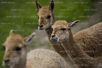 Gdańsk. Zoo.
28.07.2015
fot. Krzysztof Mystkowski...