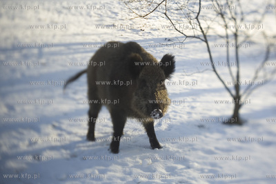 Park Ronalda Reagana.
20.01.2016
fot. Krzysztof Mystkowski...