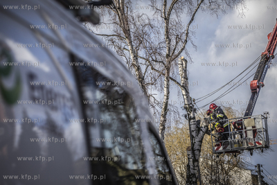 Akcja usuwania drzewa, które na skutek wichury oparło...