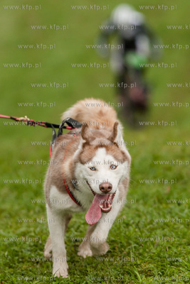 Przywidz. Puchar Polski w Wyscigach Psich Zaprzegow.
17.04.2016
fot....