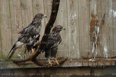 Technikum Lesne w Warcinie woj. pomorskie. Ptaszarnia,...
