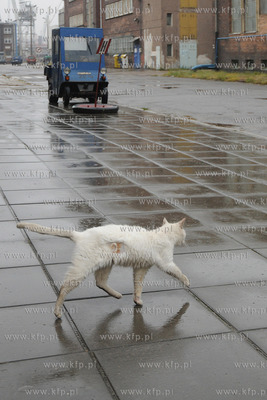 Koci problem w Stoczni Gdynia. Po zamknieciu produkcji...
