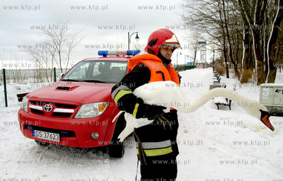 Strazacy z Ustki uratowali labedzia, ktory przymarzl...