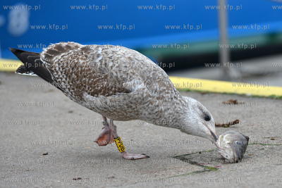 Mewa zajmuje sie glowa dorsza, ktora upolowala u okolicznych...