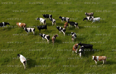 Wypas krow na polskich lakach. NZ laki i stado w okolicy...