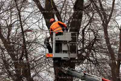 Usuwanie jemioły i suchych gałęzi z koron drzew...