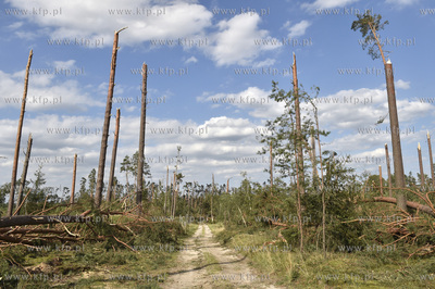 Skutki wichury na Pomorzu. Zniszczony przez wiatr las...
