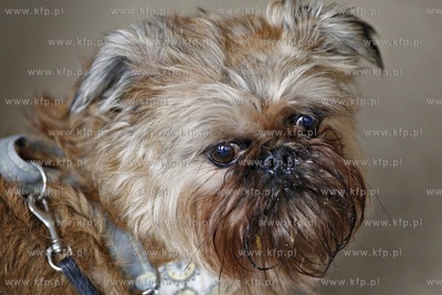 Sopot. Hipodrom. Psie zawody o Puchar Planet Pet Society...