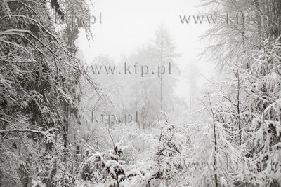 Zima w okolicach Czapielska na Kaszubach.
06.01.2021
fot....
