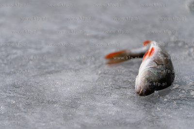 Wędkarstwo podlodowe w Gdańsku na skutej lodem Motławie...