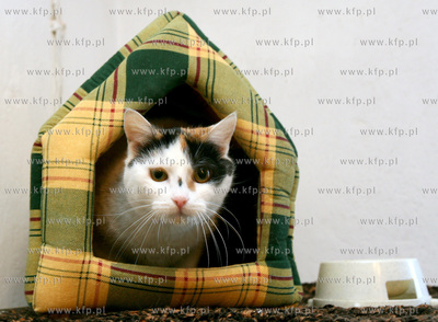 "Ciapkowo" Schronisko dla Bezdomnych Zwierzat przy...