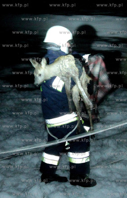 Ustronie Morskie. Strazacy uratowali sarne dryfujaca...