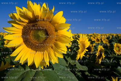 Sloneczniki z Ogrodzienca.
24.07.2012 fot. Pawel Marcinko...