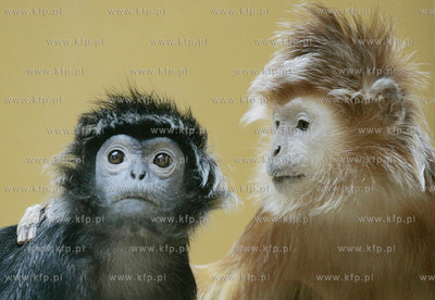 Walentynkowy nastroj udzielil sie niektorym mieszkancom...