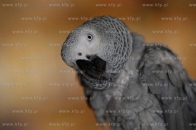 Sopot. Lysa Gora. Papuga z Baru Sabat.
24.02.2011
fot....