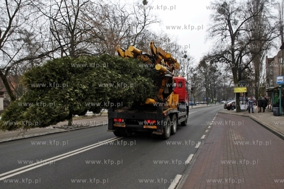 Sopot. Wykopywanie drzew i krzewow  na placyku przy...