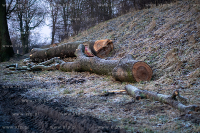 Rewitalizacja Opływu Motławy. Nz. ścięte drzewo
03.02.2023...