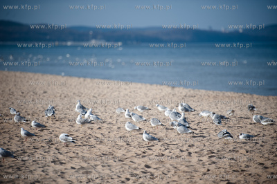 Gdansk. Sloneczne popoludnie na plazy w Jelitkowie.
09.03.2012
fot....
