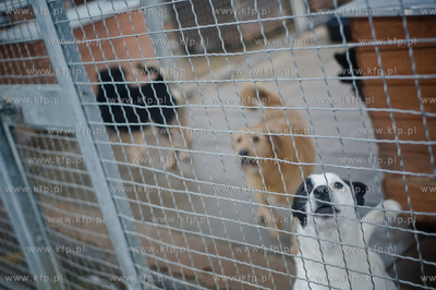 Gdansk. Schronisko dla bezdomych zwierzat Promyk. Akcja...