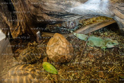 Uniwersytet Gdanski. Wydzial Biologii. Terrarium zamieszkale...