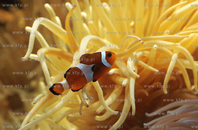 Akwarium Gdynskie w Morskim Instytucie Rybackim. Nz....