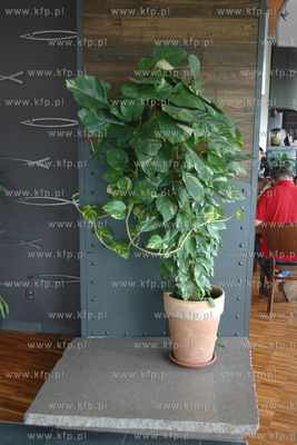 Hall resturacji Barracuda w Gdyni. Nz. Miejsce, w ktorym...