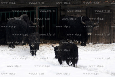 Zima w Miejskim Ogrodzie zoologicznym Wybrzeza w Gdansku...