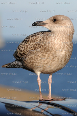 Mewa srebrzysta - gatunek duzego ptaka wodnego z rodziny...