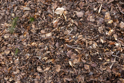 Park Ferberów w okolicach Traktu św. Wojciecha w...