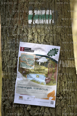 Sadzenie lasu przez gdańszczan przy Lipnickiej Drodze...